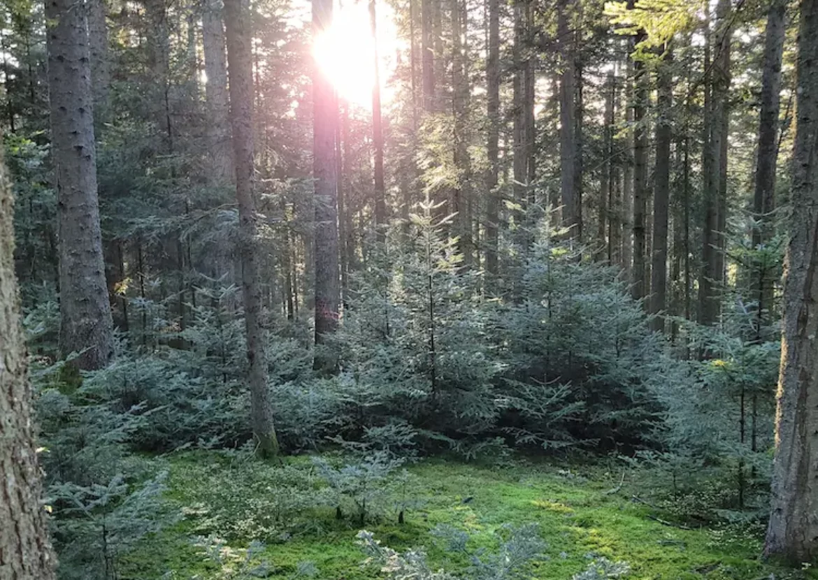 régération naturelle