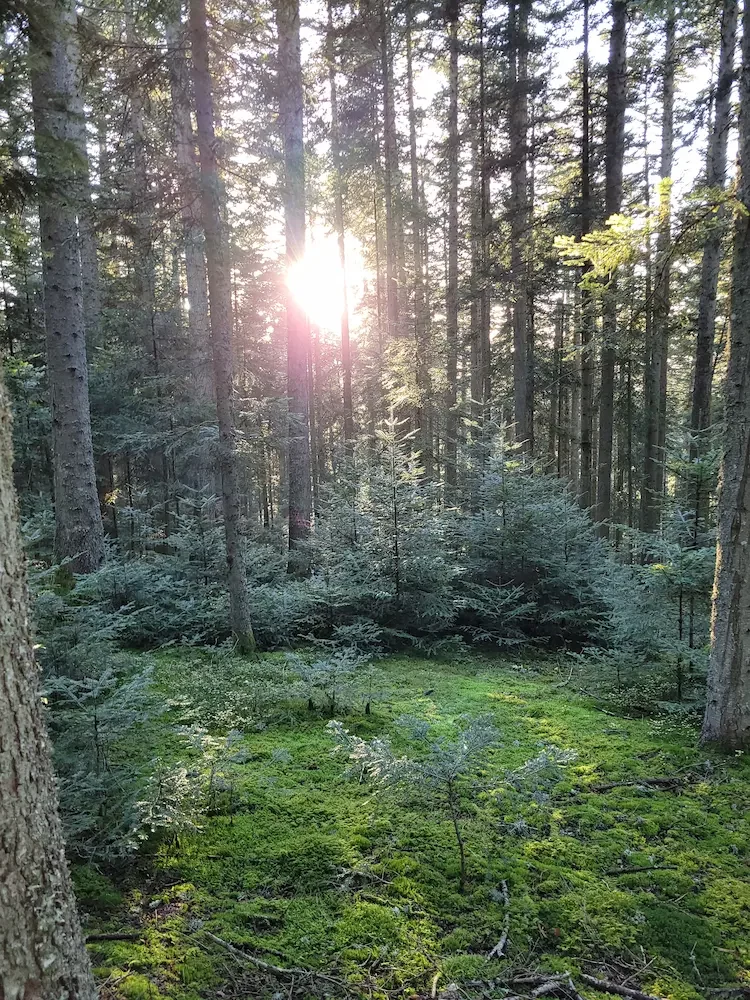 régération naturelle